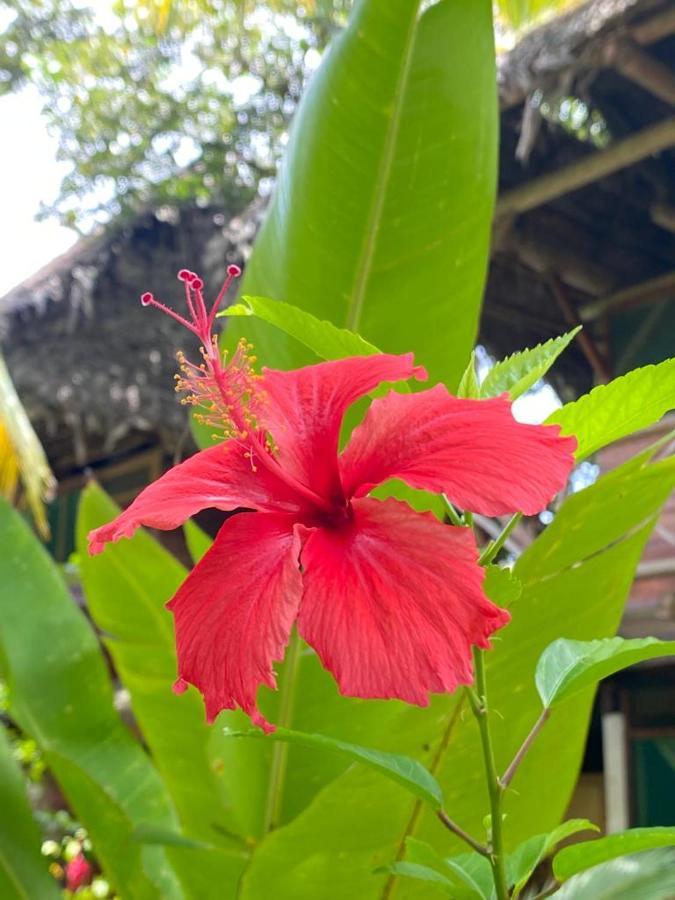 Lívingston Casa De La Iguana旅舍 外观 照片