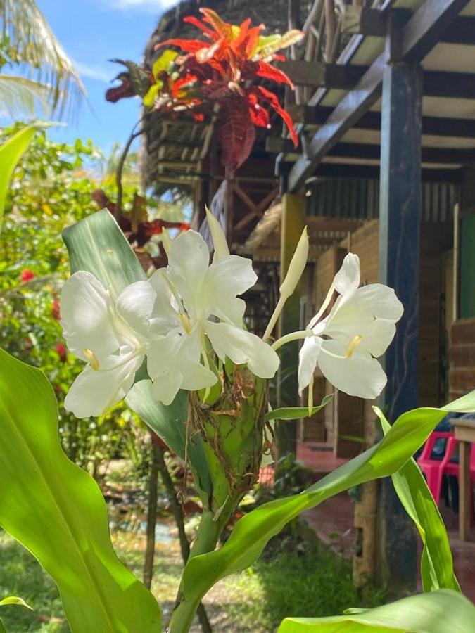 Lívingston Casa De La Iguana旅舍 外观 照片